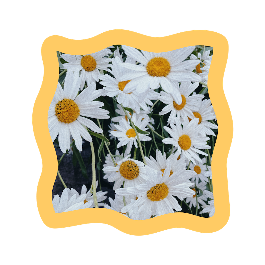 daisy flowers